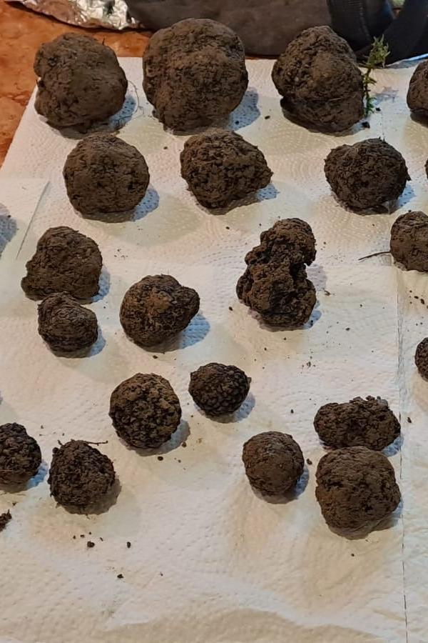 Herbst Trüffel | Burgundertrüffel Tuber uncinatum