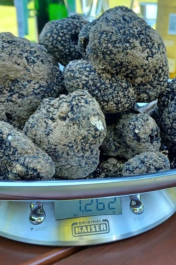 Herbst Trüffel | Burgundertrüffel Tuber uncinatum