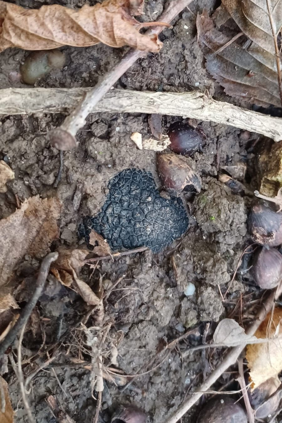 Herbst Trüffel | Burgundertrüffel Tuber uncinatum