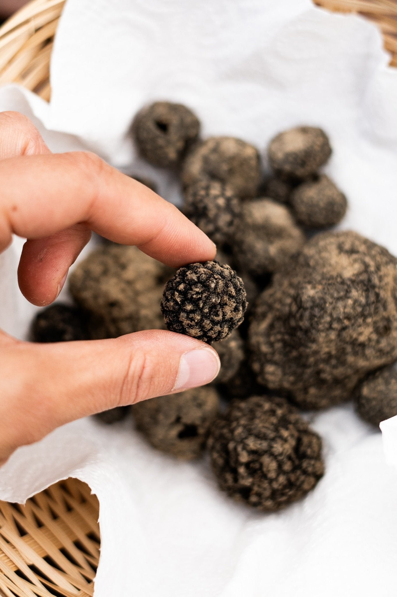 Herbst Trüffel | Burgundertrüffel Tuber uncinatum