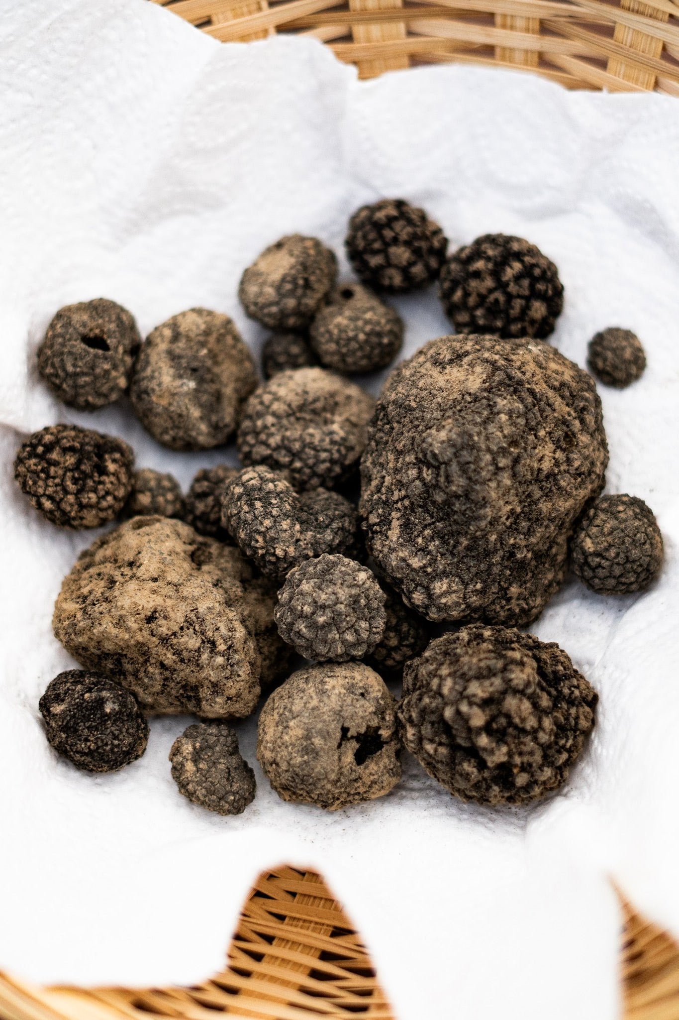 Herbst Trüffel | Burgundertrüffel Tuber uncinatum