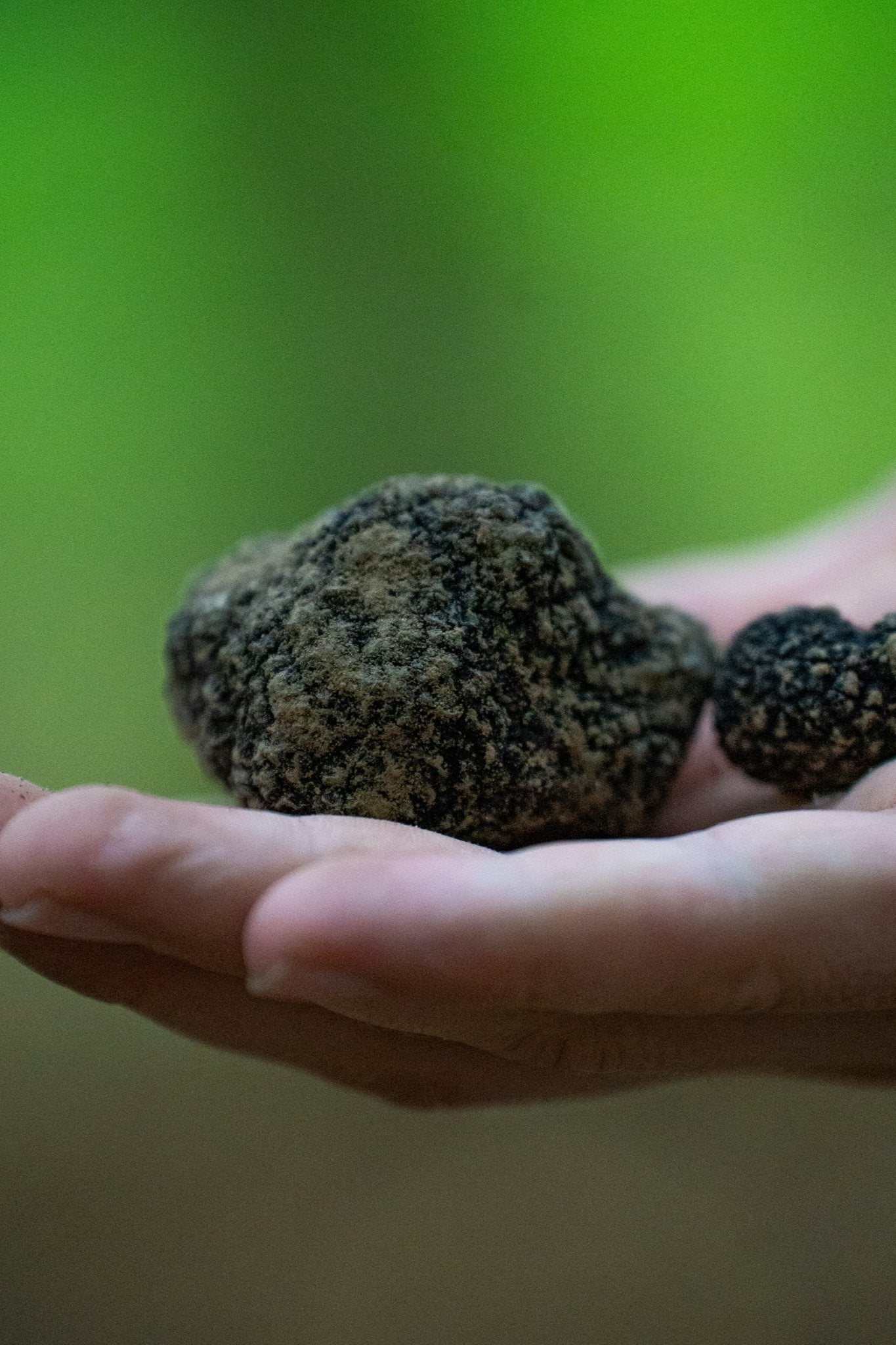 Herbst Trüffel | Burgundertrüffel Tuber uncinatum