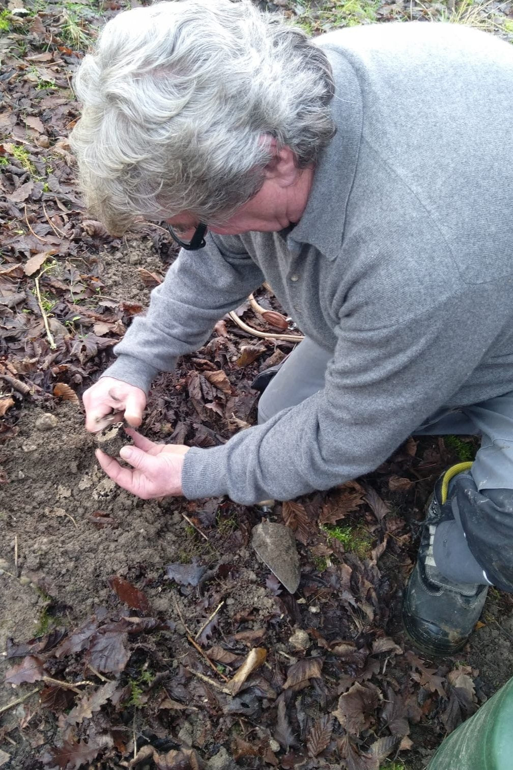 Herbst Trüffel | Burgundertrüffel Tuber uncinatum