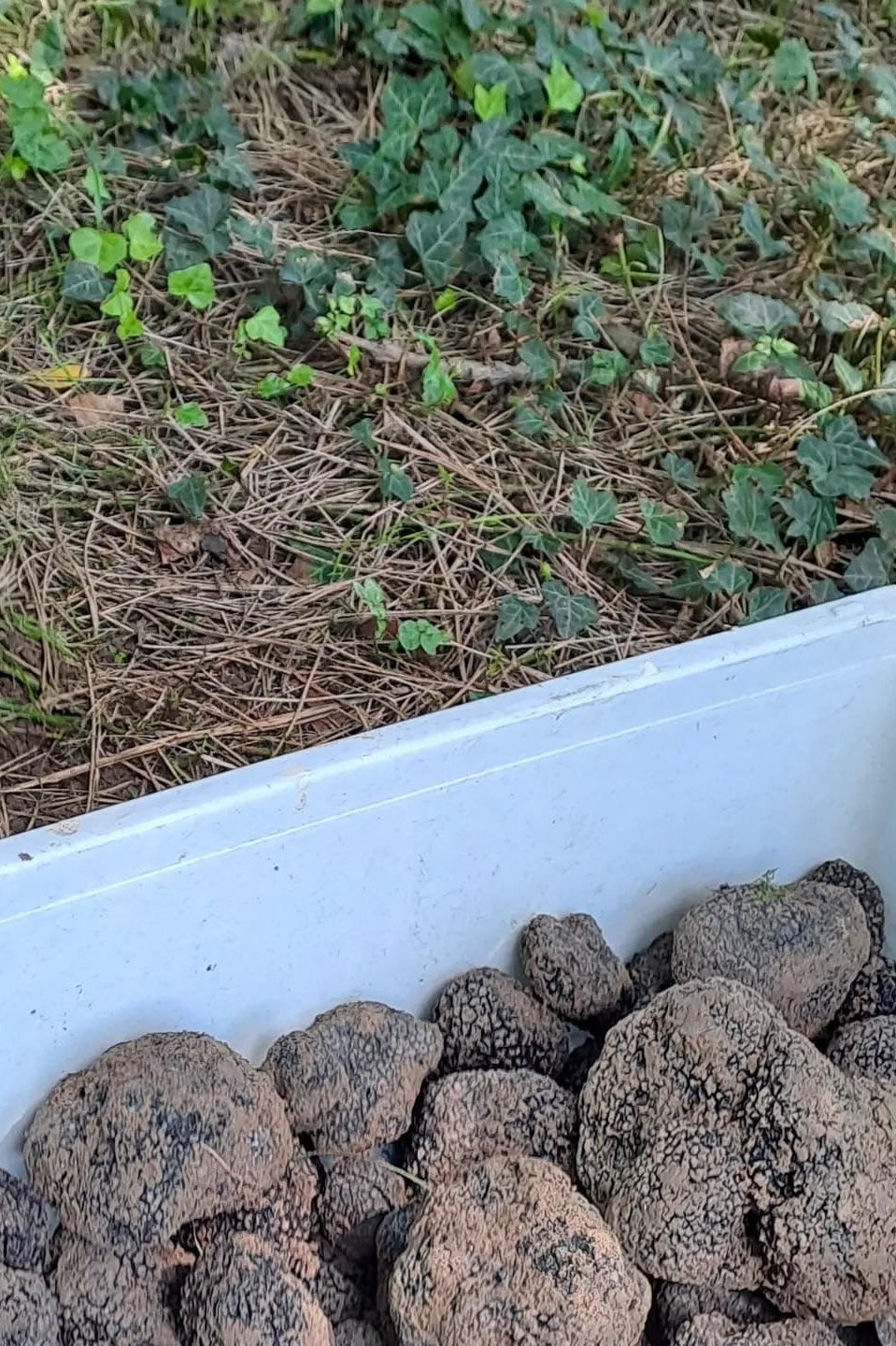 Herbst Trüffel | Burgundertrüffel Tuber uncinatum
